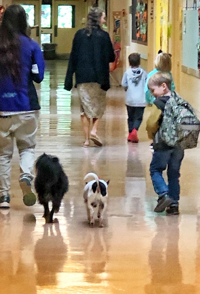 CCS Therapy Dogs